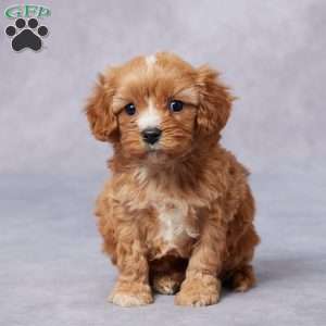 Teddy, Cavapoo Puppy